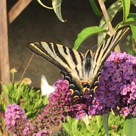 Mountain Log O Lobo Cabeceiras de Basto