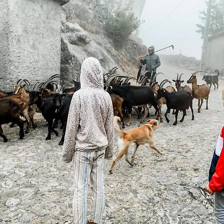 Mountain Log O Lobo منتزه العطل *