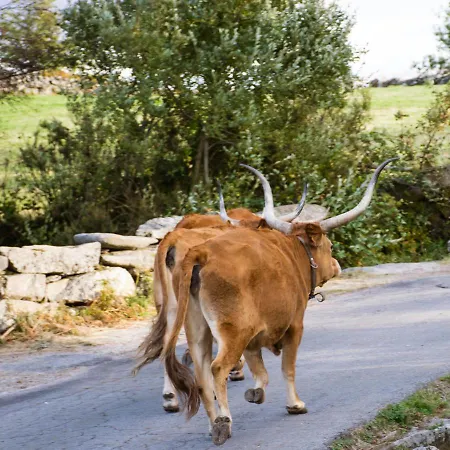 Mountain Log O Lobo منتزه العطل *