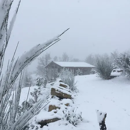 Mountain Log O Lobo *