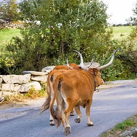 Tatil parkı Mountain Log O Lobo Cabeceiras de Basto