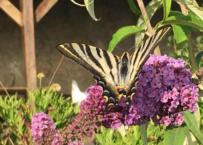 Mountain Log O Lobo Cabeceiras de Basto