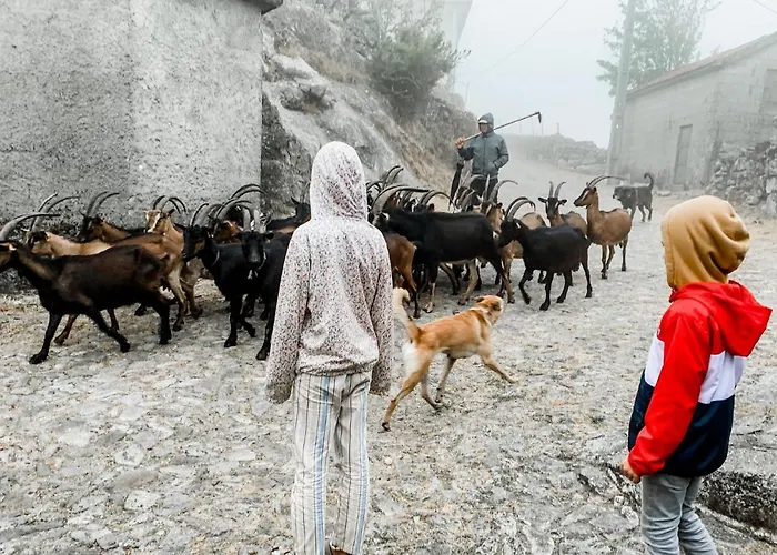Mountain Log O Lobo Parco vacanze *