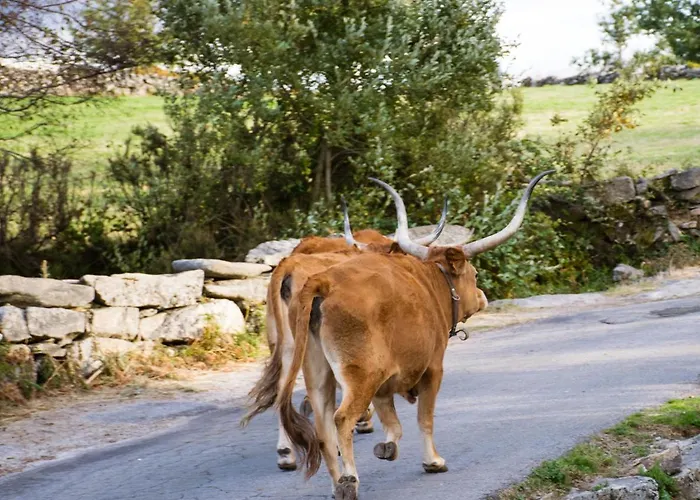 Mountain Log O Lobo Parco vacanze *